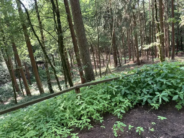 Barfußpark Egestorf – Naturerlebnis für alle Sinne in der Lüneburger Heide