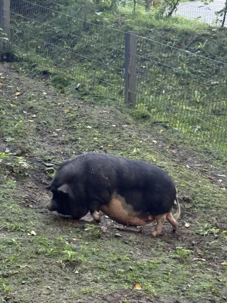 Wildpark Schwarze Berge