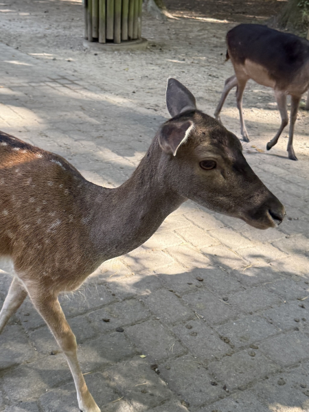 Wildpark Schwarze Berge